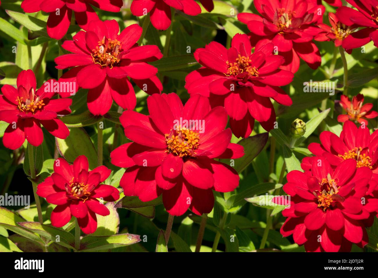 Rote Zinnien, Bettwäsche, jährlich, Pflanzen, Blumen Zinnia-Fülle Stockfoto