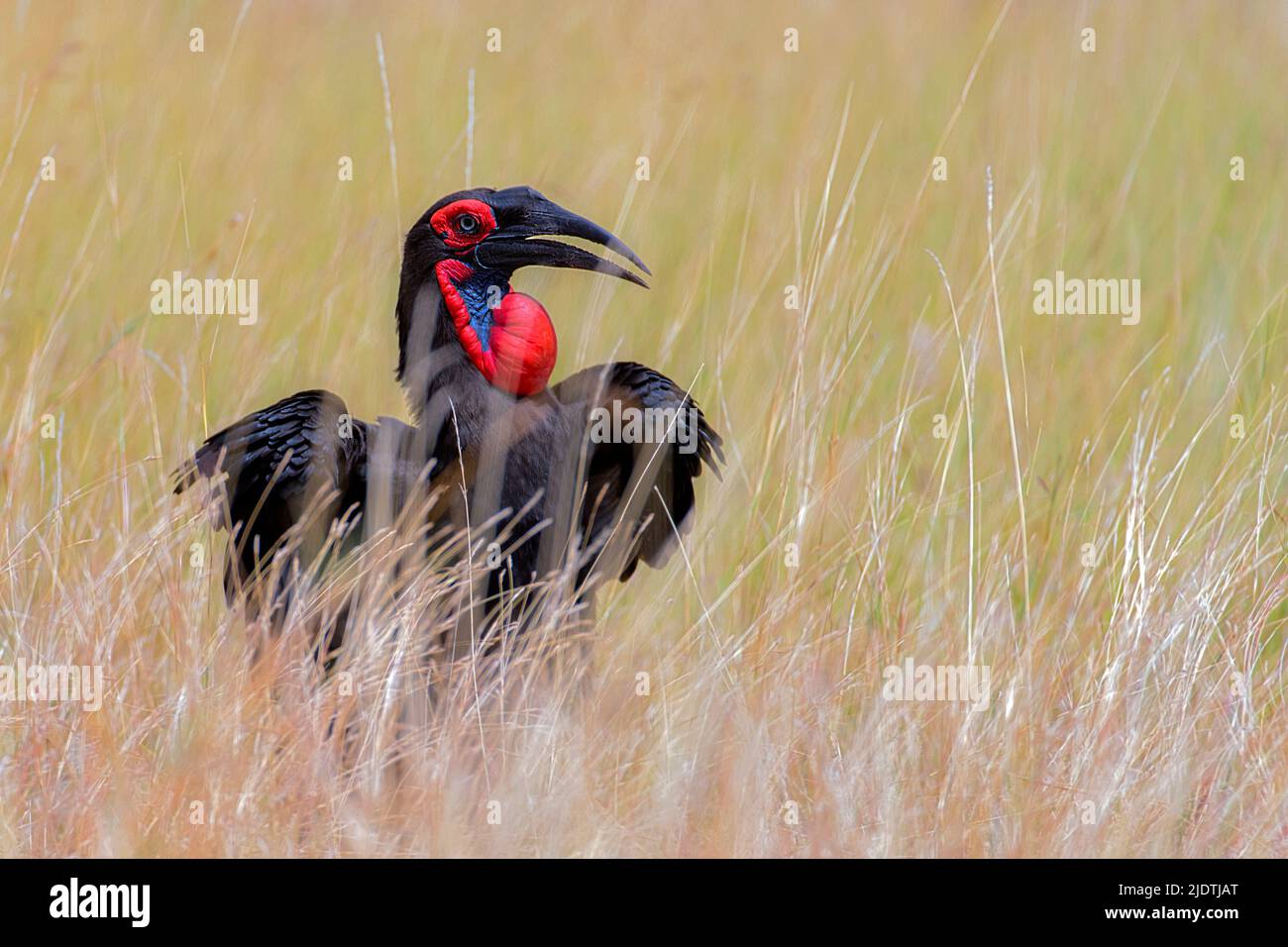 Nördlicher Hornvogel (Bucorvus abyssinicus) aus Maasai Mara, Kenia. Stockfoto