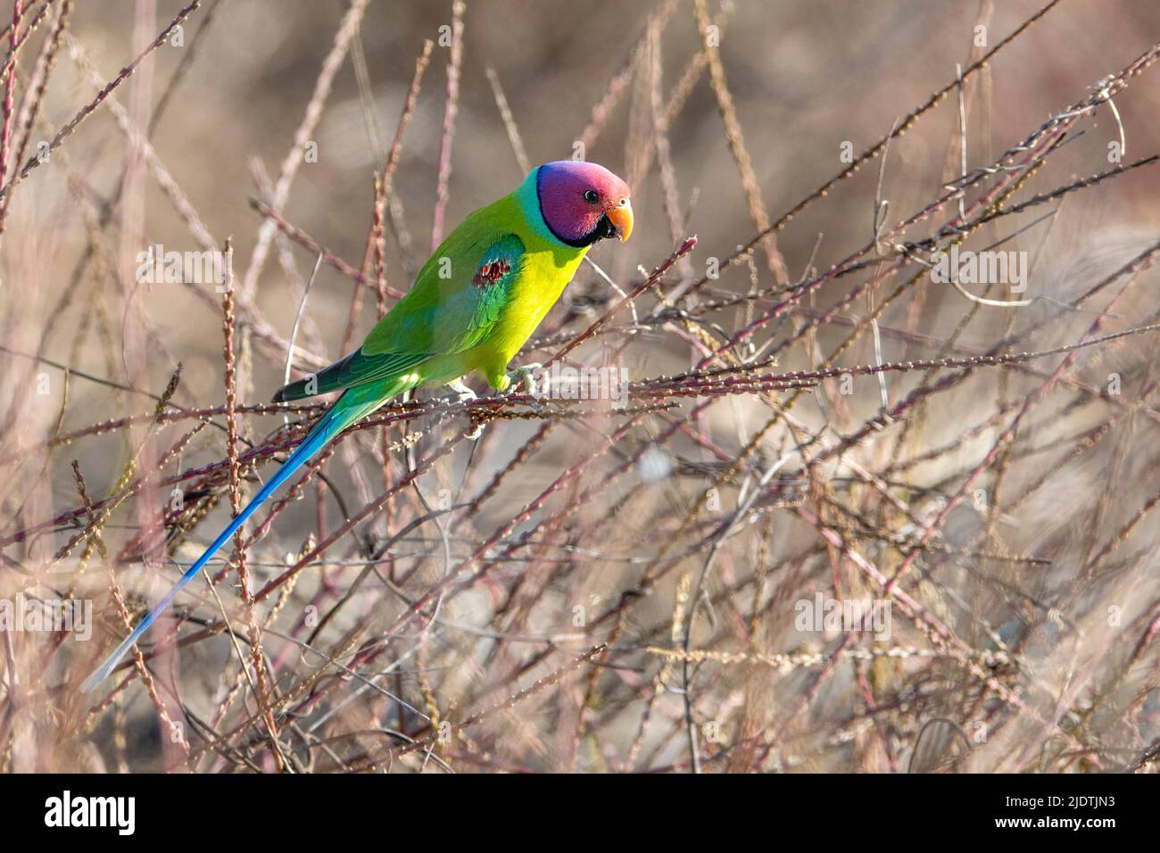 Männchen von Pflaumenkopfsitticheln (Psittacula cyanocephala), die sich in den dichten Büschen im Pench National Park, Madhya Pradesh, Indien, mit kleinen Samen ernähren. Stockfoto