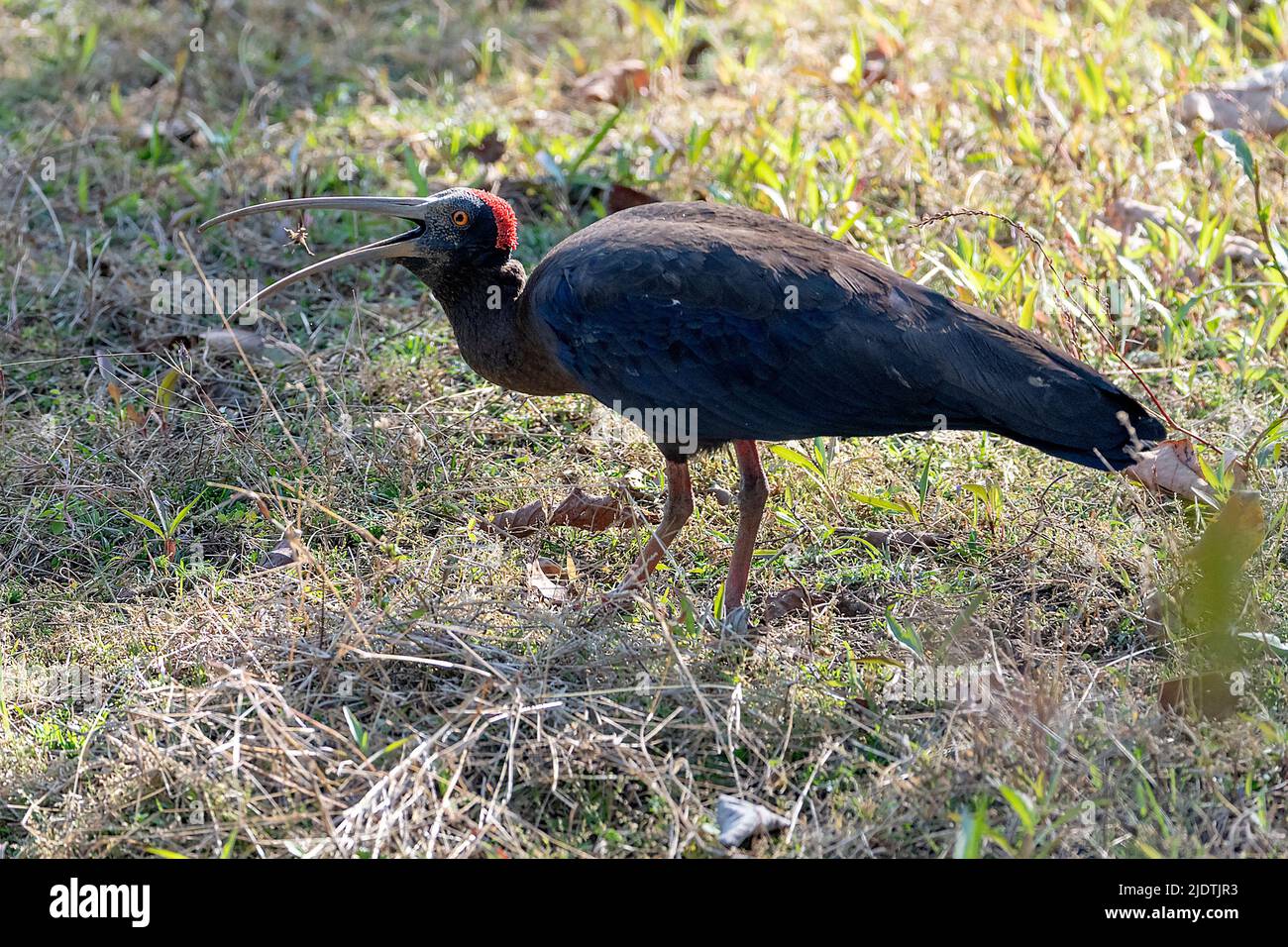 Rotnapter Ibis (Pseudibis papillosa) füttert im Kanha-Nationalpark, Madhya Pradesh, indien. Stockfoto