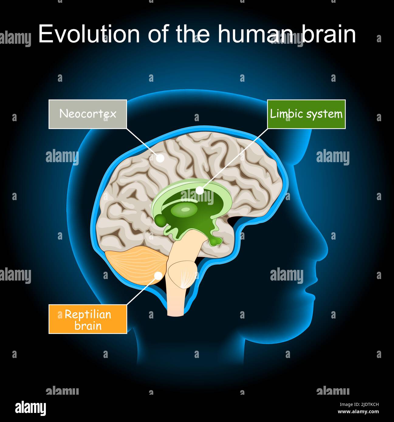 Evolution des Gehirns vom Reptilienhirn zum limbischen System und Neokortex. Hypothese des Dreieinenhirns. Querschnitt des menschlichen Gehirns auf dunklem Hintergrund. Stock Vektor