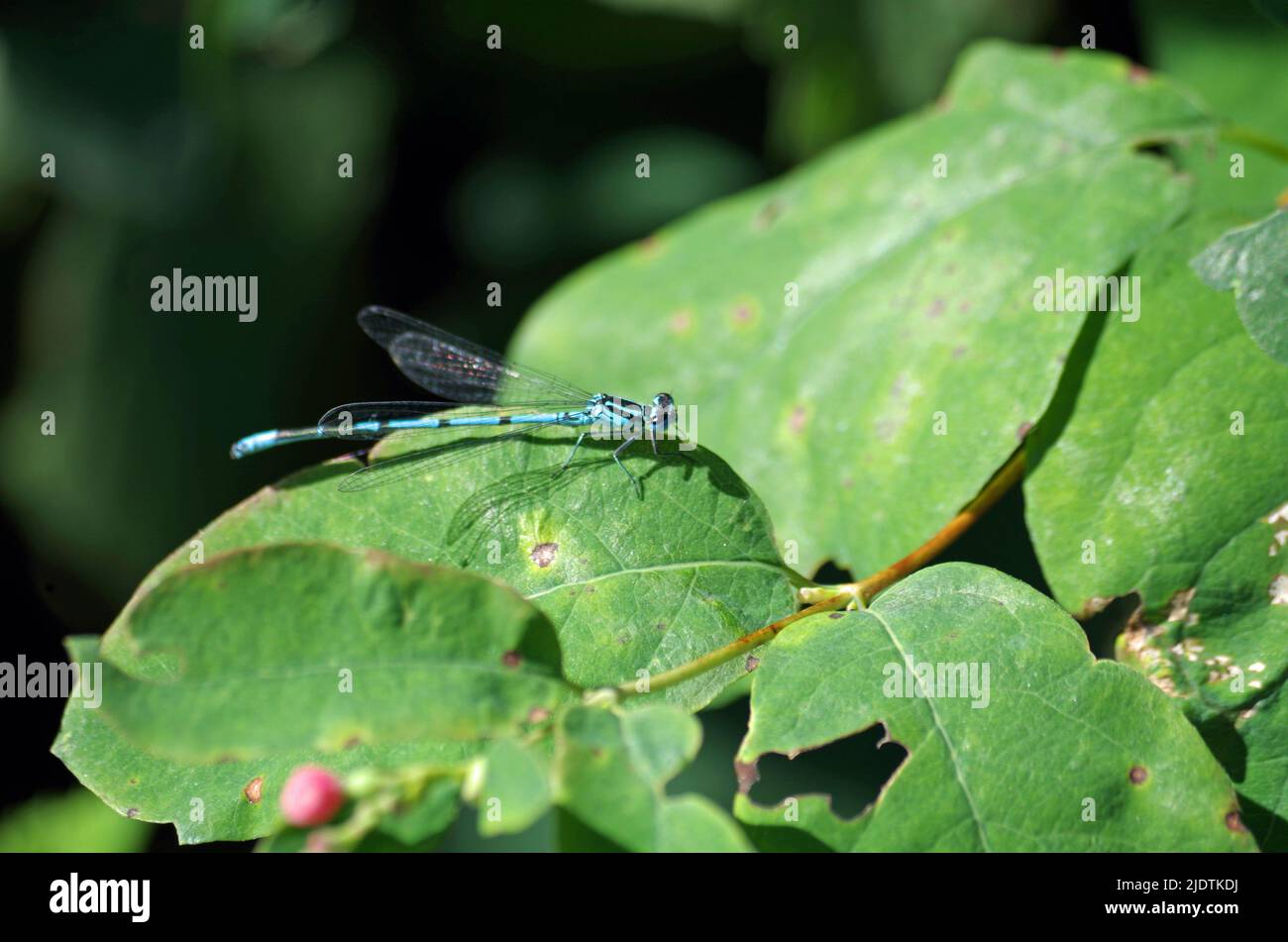 Arthropoda, Libelle in der Nähe des Wassers. Stockfoto