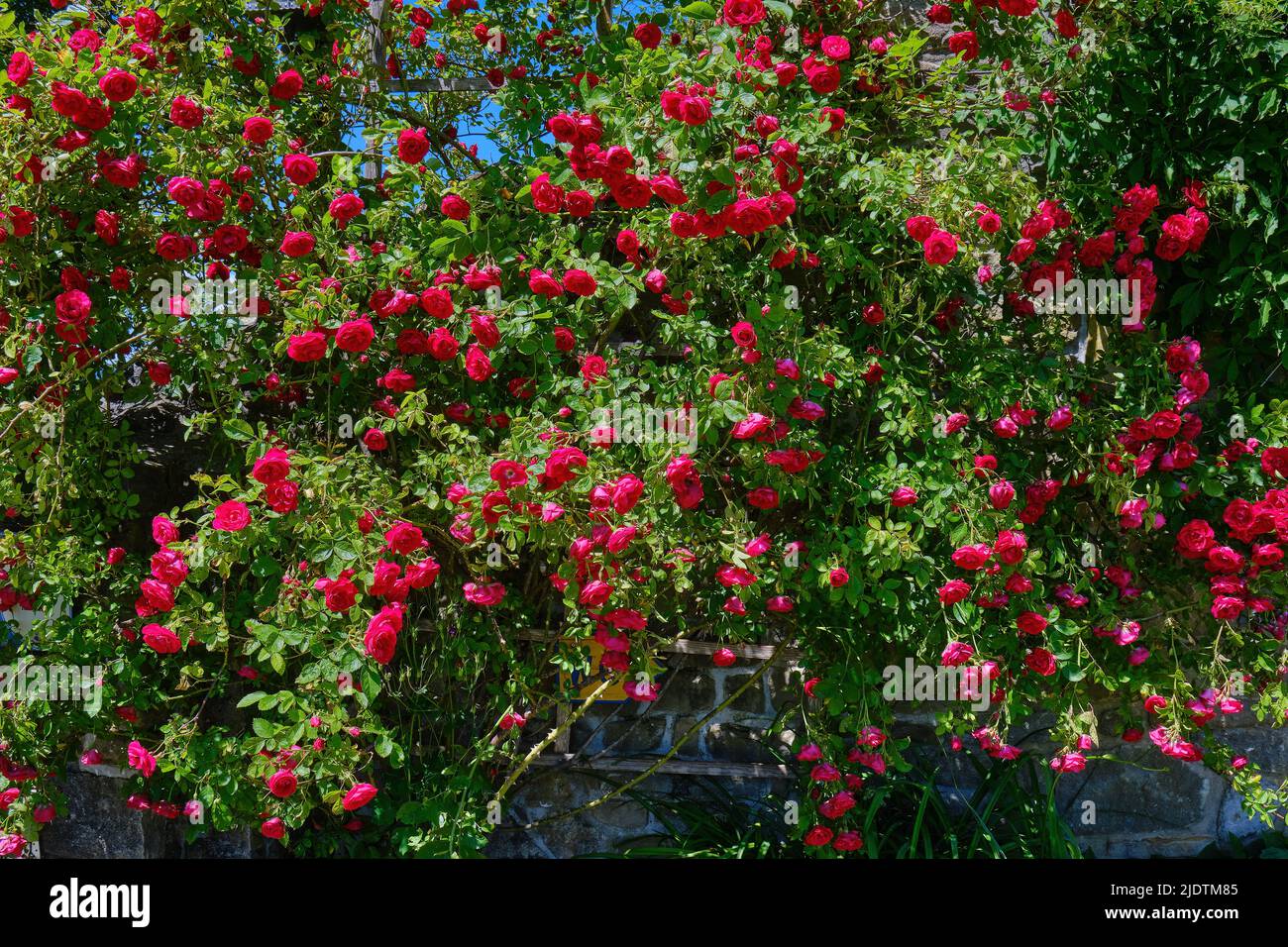 Dornige Hecke aus wilden Rosen auf einem Gitter an einer alten Burgmauer, die an das Märchen von Dornröschen erinnert. Stockfoto