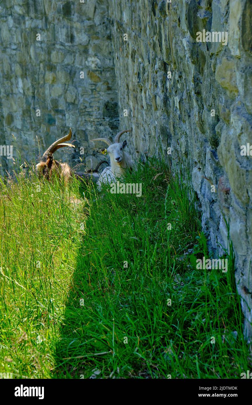 Ziegen ruhen im Schatten auf einer halbsonnigen, halbschattigen Wiese an einer mittelalterlichen Burgmauer. Stockfoto