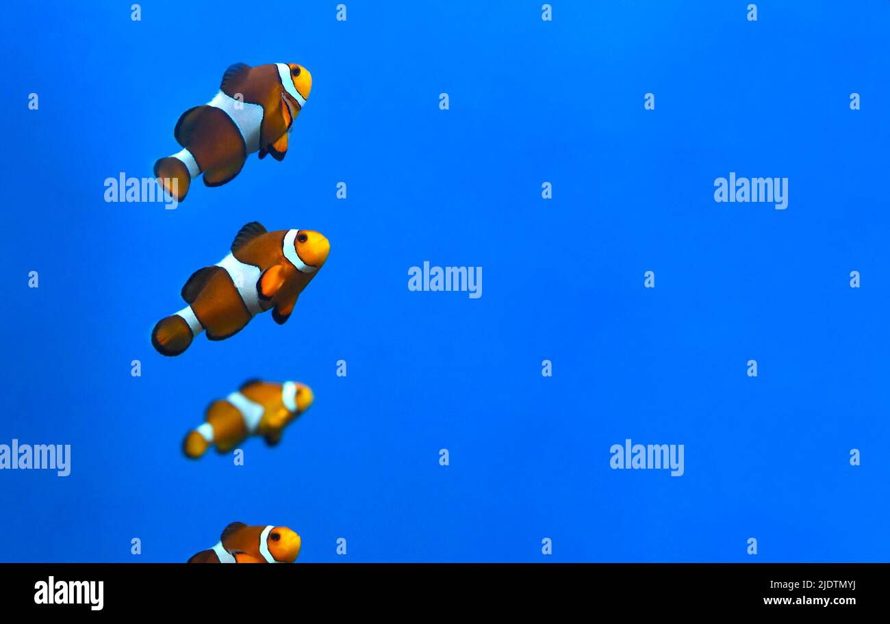 Clownfische im Aquarium auf blauem Hintergrund Stockfoto
