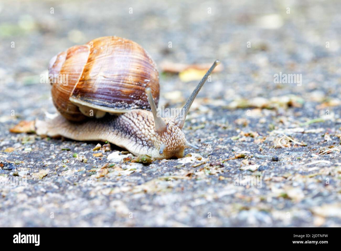 Eine große Gartenschnecke trägt langsam ihr Zuhause auf dem Rücken vor einem verschwommenen, grau melierten Hintergrund. Selektiver Fokus. Speicherplatz kopieren. Stockfoto