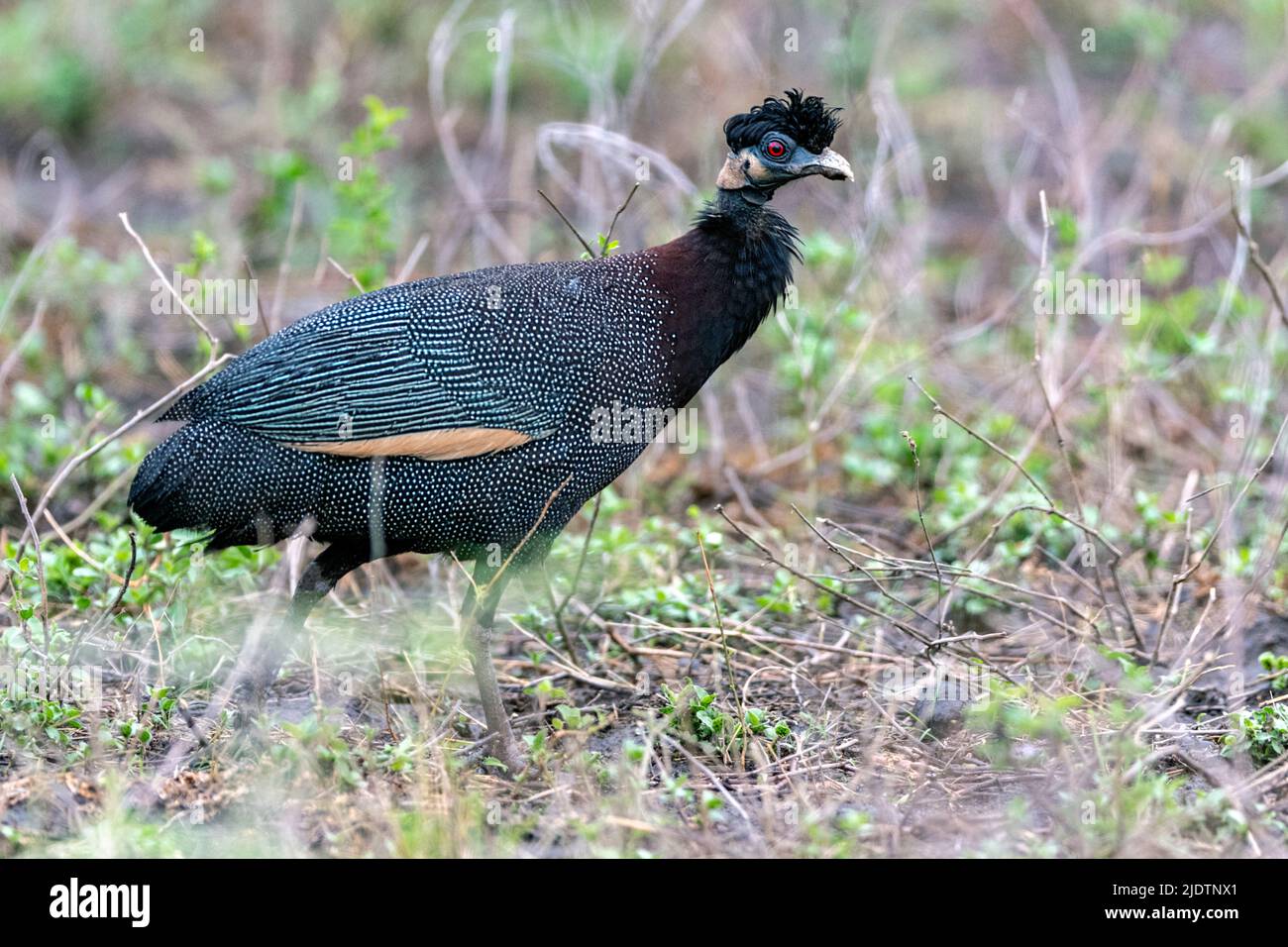 Haubenguineaflut (Guttera pucherani) aus Zimanga, Südafrika. Stockfoto