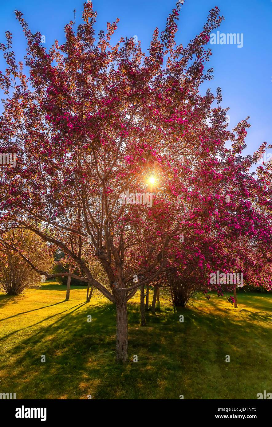Die Sonne leuchtet durch Einen frühlingsblühenden Baum Stockfoto