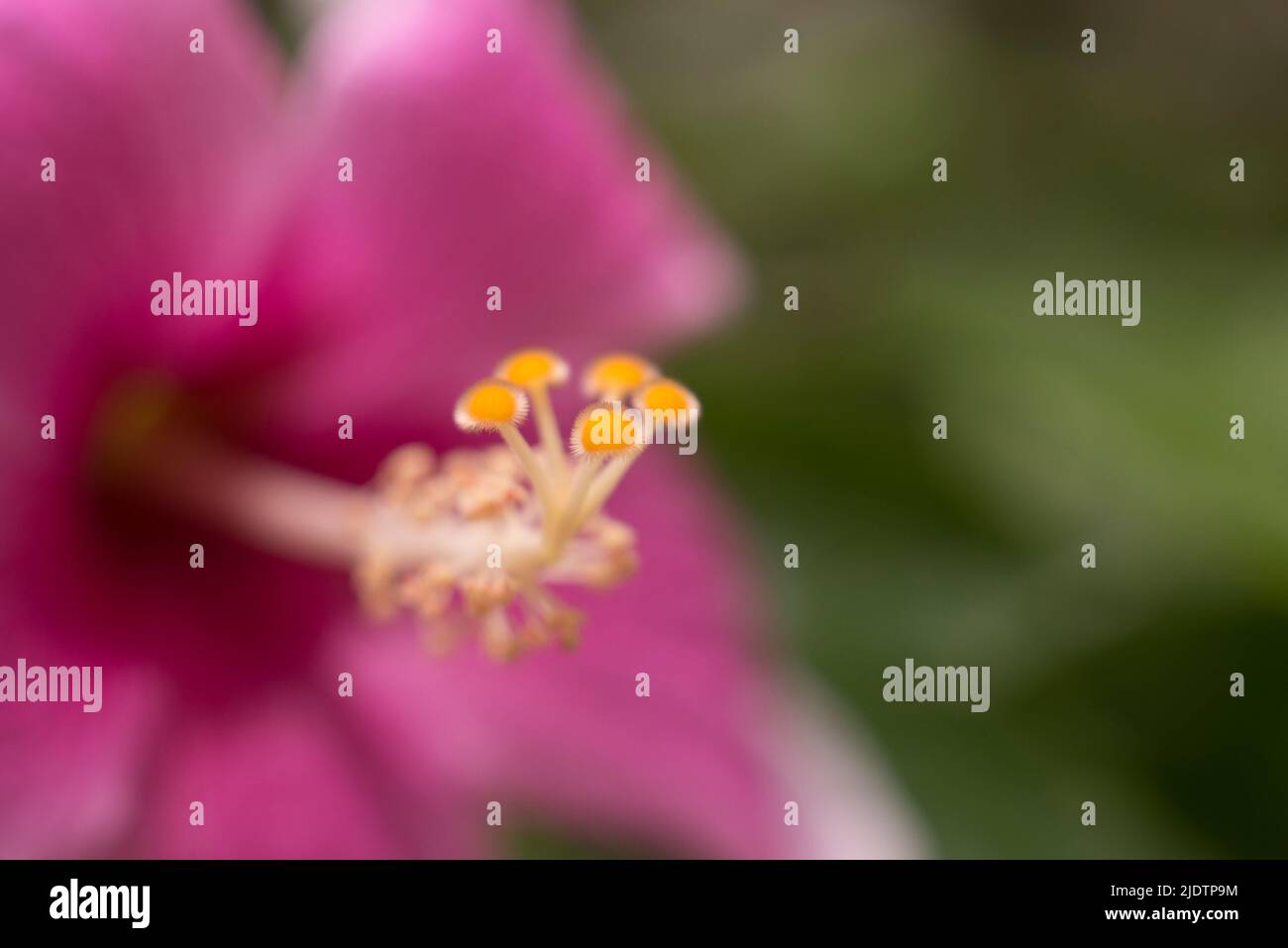 Rosafarbene Hibiskusblüten in der Nahaufnahme des Gartenmakros Stockfoto