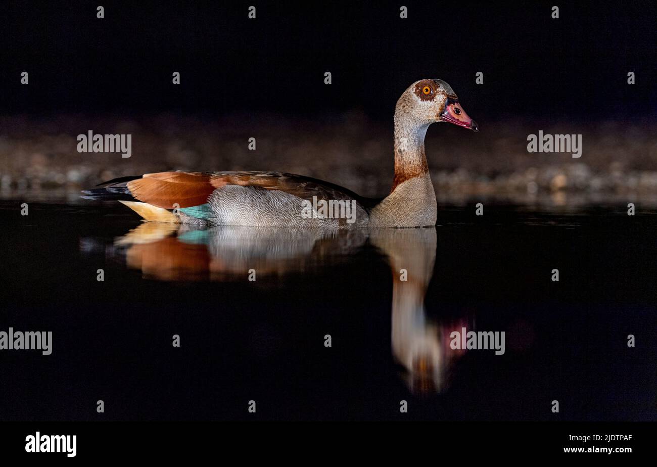 Männliche ägyptische Gans (Alopochen aegyptiaca) in einem Teich im Zimanga Private Reserve, Südafrika. Stockfoto