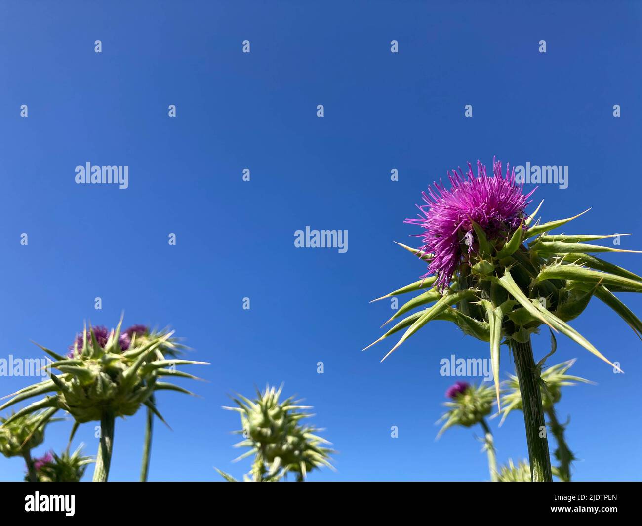 Purple Star Thistle wächst am Straßenrand im Land in Kalifornien Stockfoto
