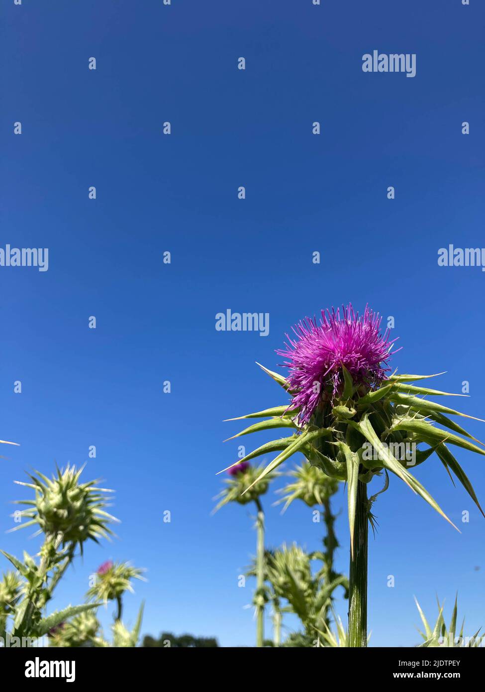 Purple Star Thistle wächst am Straßenrand im Land in Kalifornien Stockfoto