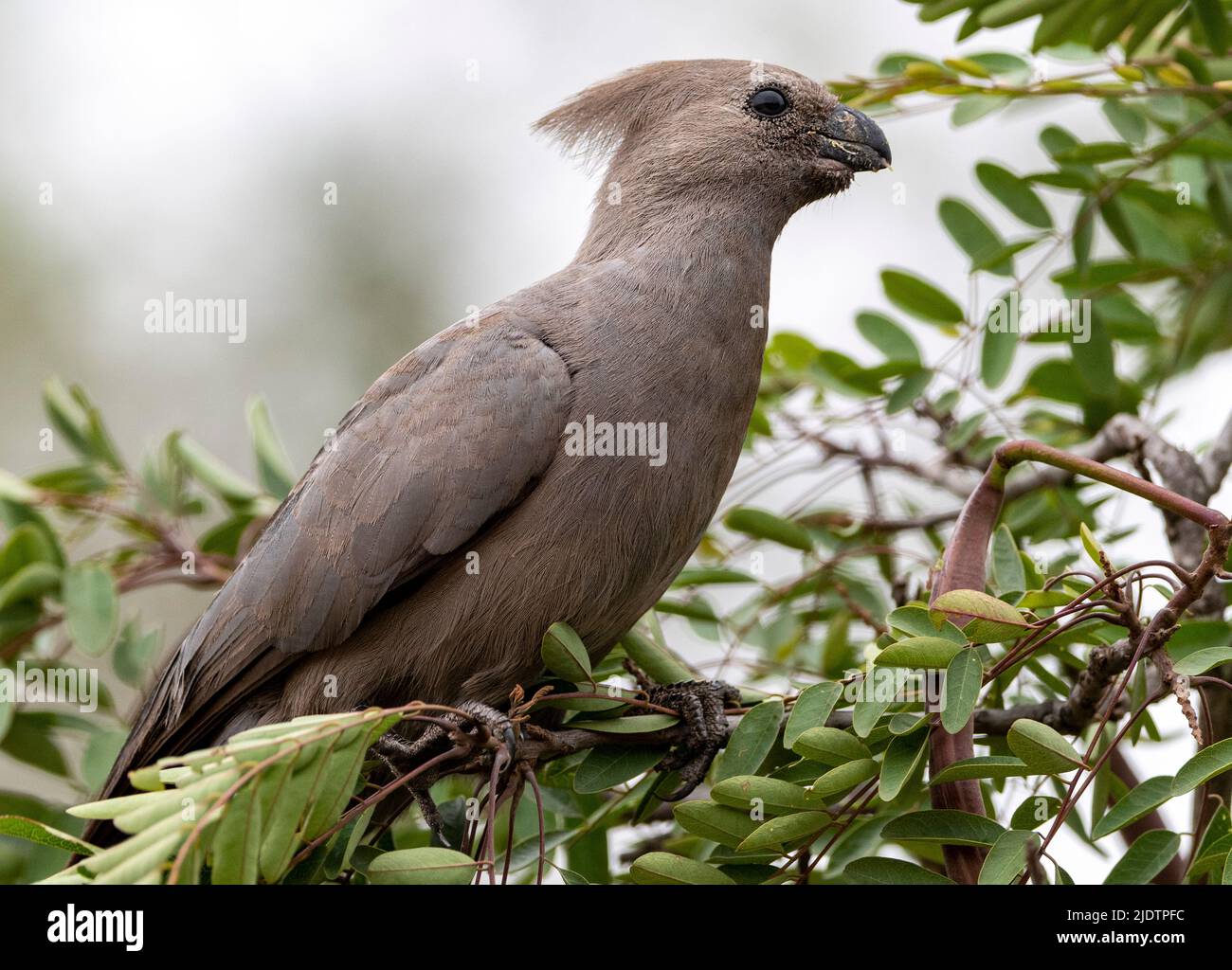 Gray lourie (Corythaixoides concolor) aus dem Krüger NP, Südafrika. Stockfoto