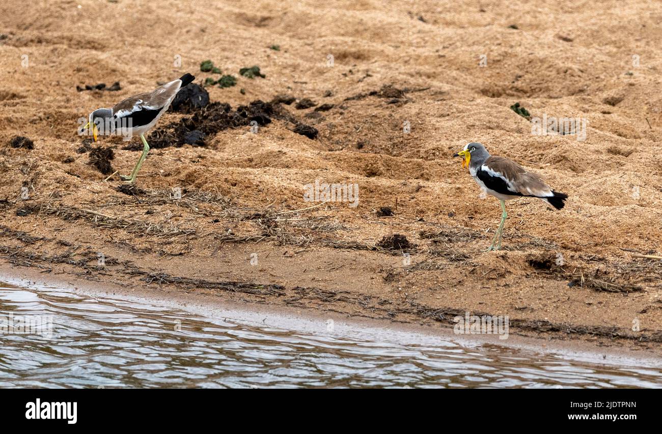 Ein Paar weißgekrönter Kiebitze (Vanellus albiceps) aus dem Krüger NP, Südafrika. Stockfoto