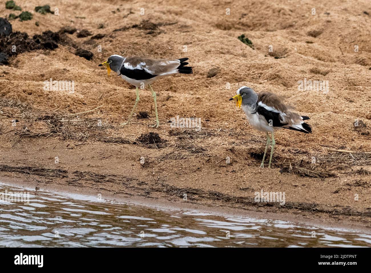 Ein Paar weißgekrönter Kiebitze (Vanellus albiceps) aus dem Krüger NP, Südafrika. Stockfoto