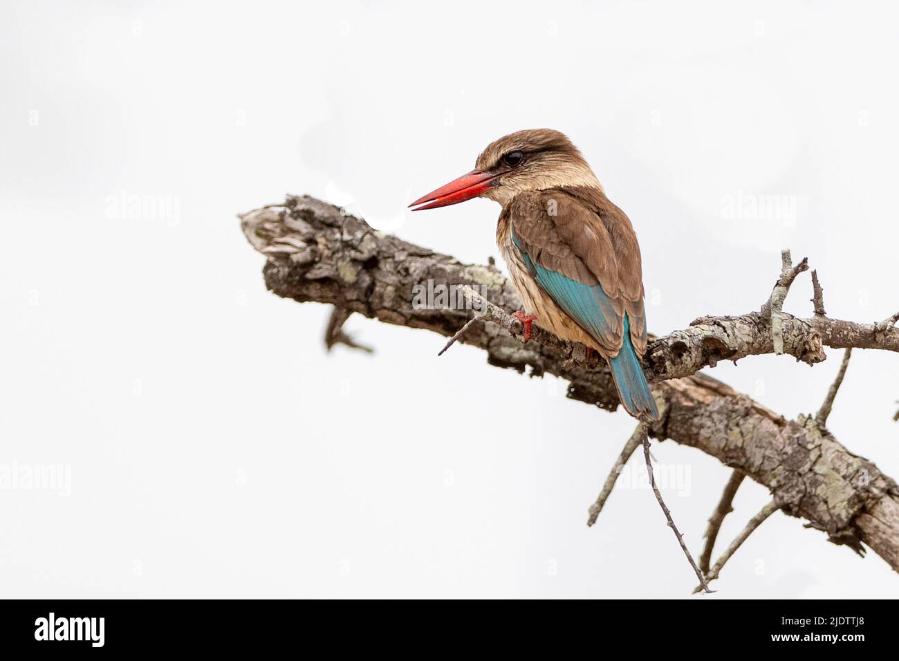 Brauner Eisvögel (Halcyon albiventris) aus dem Krüger NP, Südafrika. Stockfoto