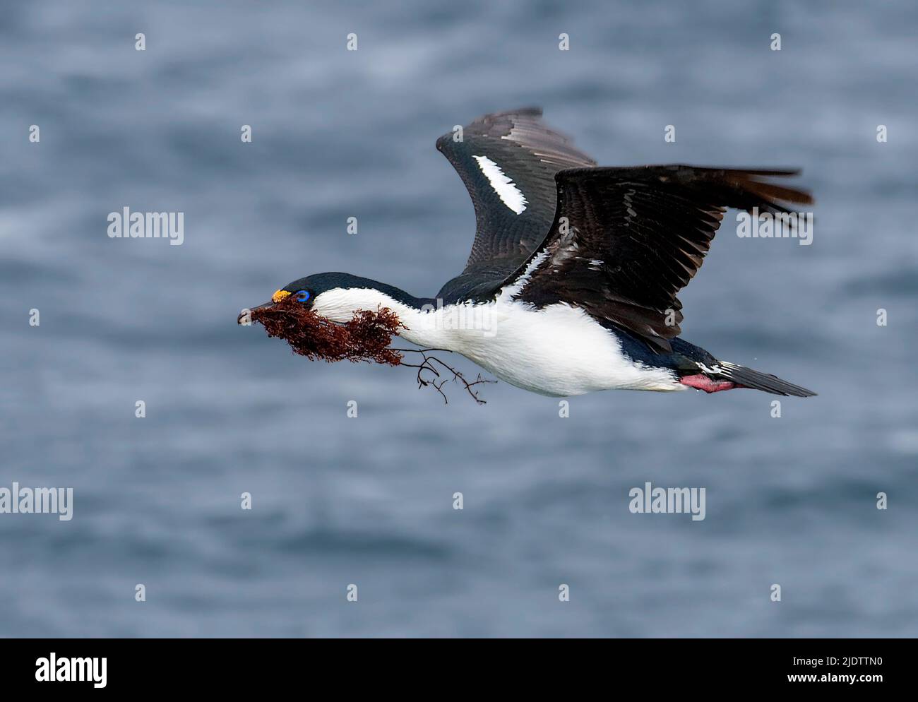 Ein antarktischer Shag (Leucocarbo bransfieldensis) sammelt Seegras für Nestmaterial. Foto aus Port Lockroy, der Antarktischen Halbinsel. Stockfoto