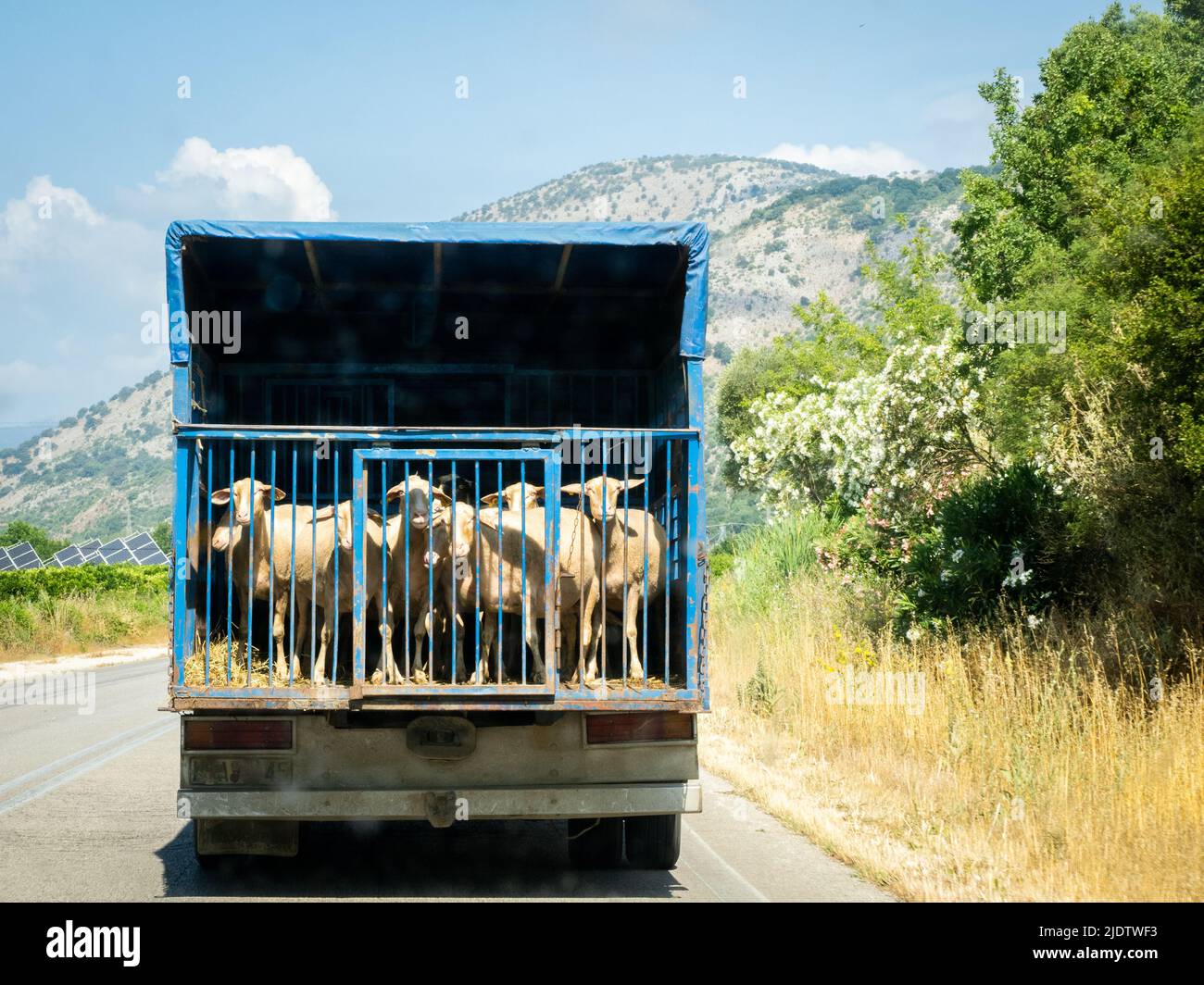 Schafe auf dem Rücken eines Lastwagens, der in Epirus Nordgriechenland auf einer Straße unterwegs ist Stockfoto