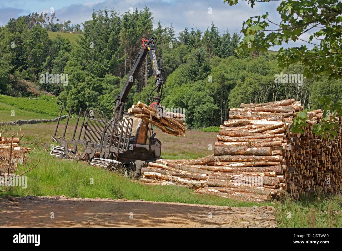 Stapeln von Holzstämmen mit großen Maschinen.Schottische Grenzen Stockfoto