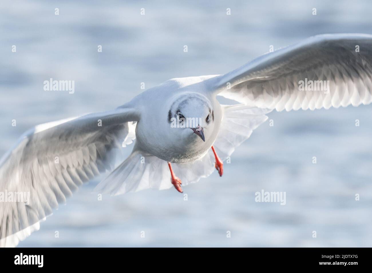 Schwarzkopfmöwe, die direkt auf die Kamera zufliegt Stockfoto