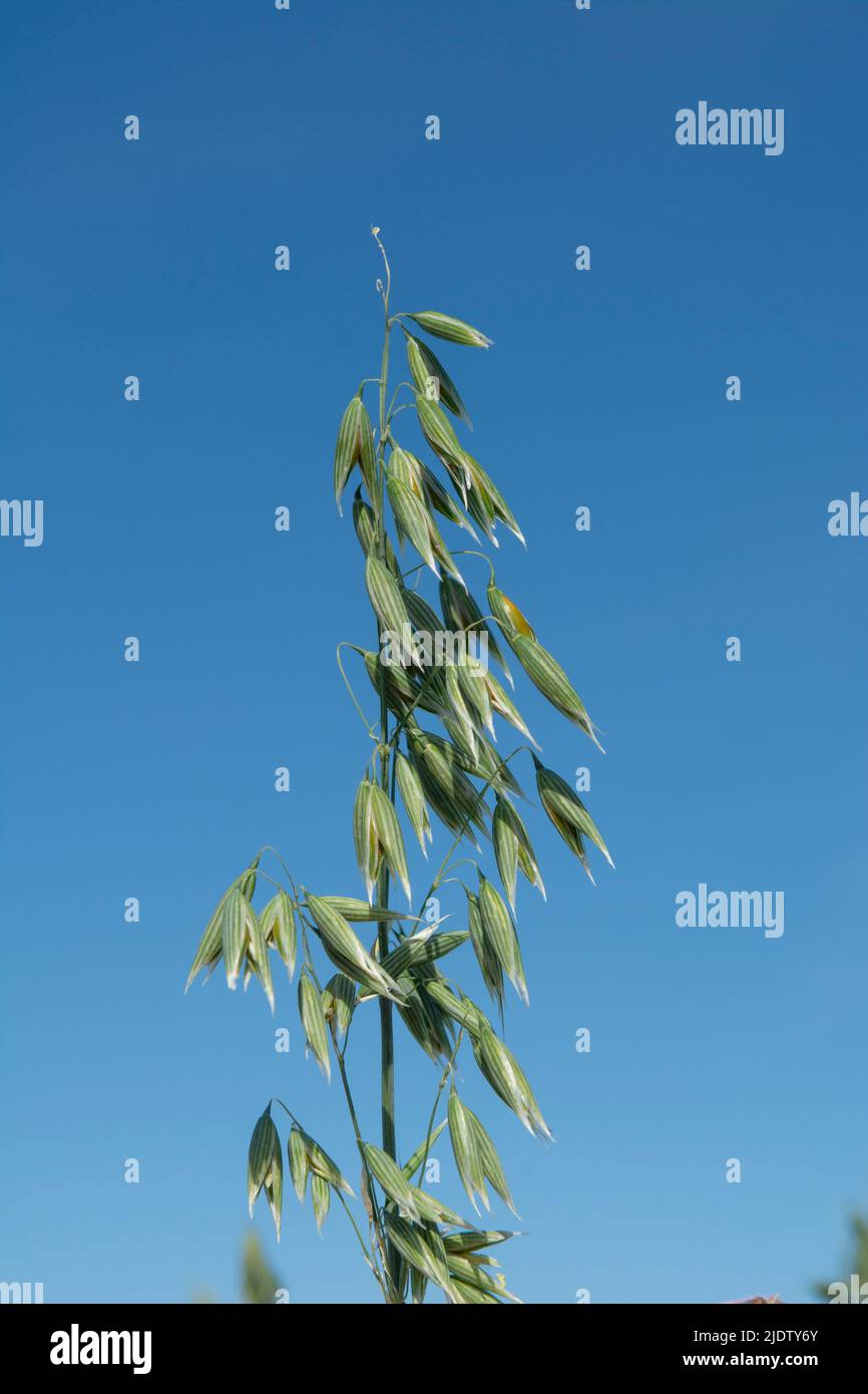 Grüner Hafer (Avena sativa) oder gewöhnlicher Hafer auf dem landwirtschaftlichen Feld im Sommer. Stockfoto