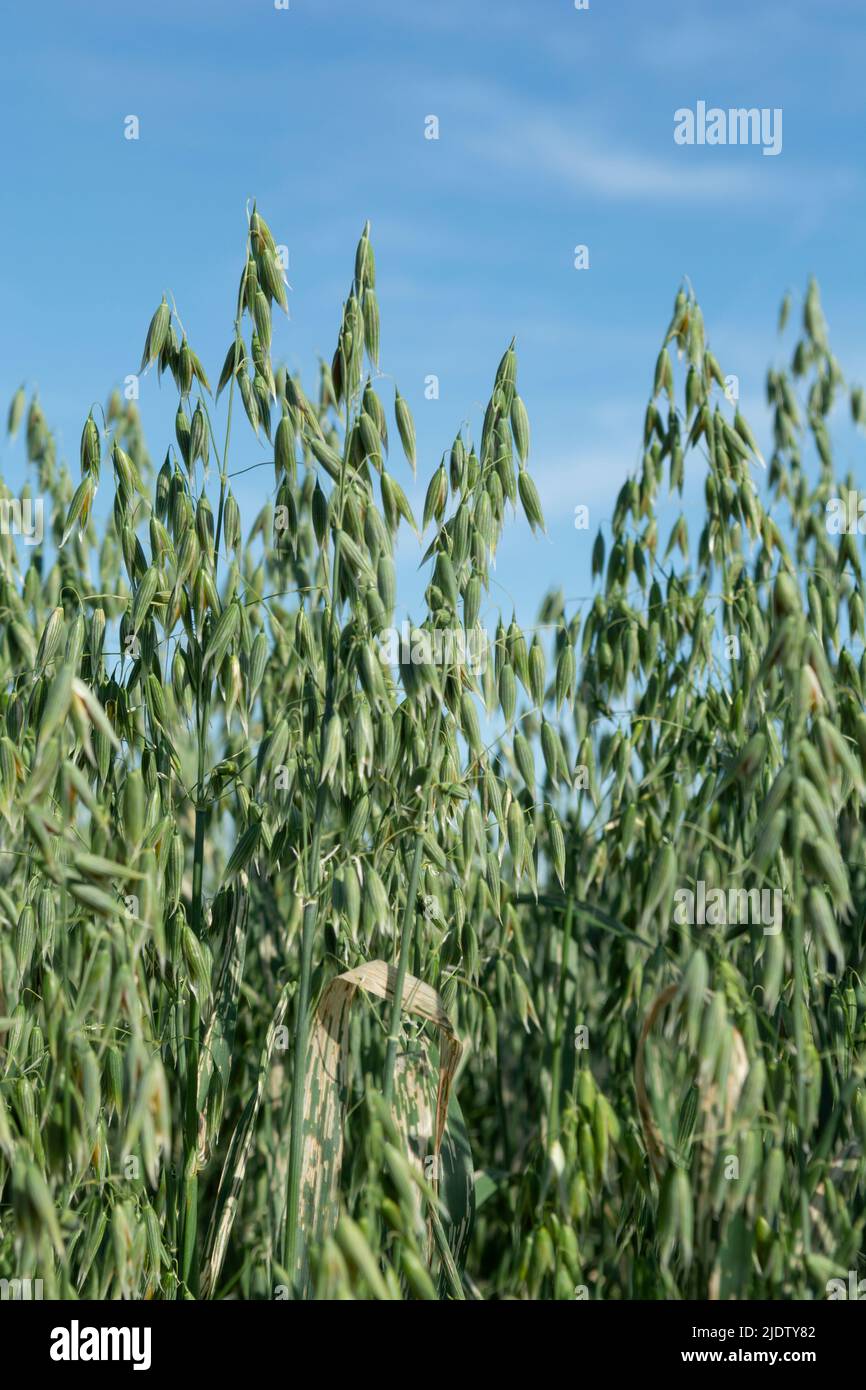 Grüner Hafer (Avena sativa) oder gewöhnlicher Hafer auf dem landwirtschaftlichen Feld im Sommer. Stockfoto