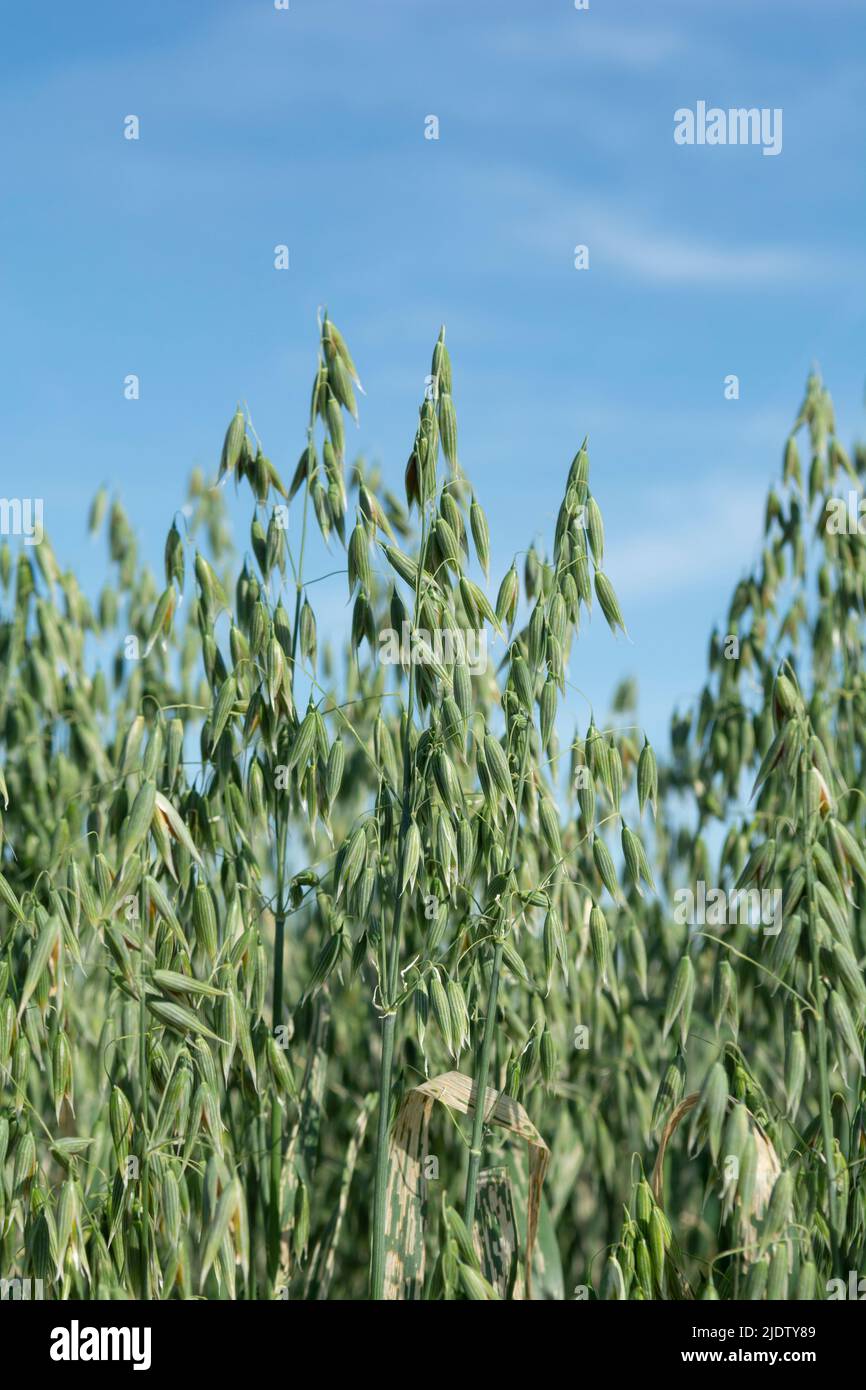 Grüner Hafer (Avena sativa) oder gewöhnlicher Hafer auf dem landwirtschaftlichen Feld im Sommer. Stockfoto