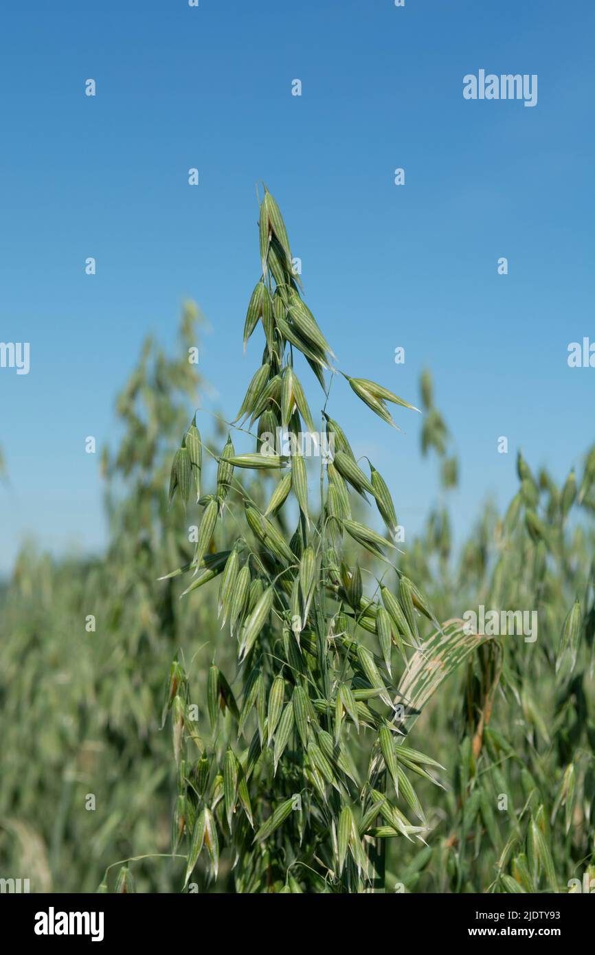 Grüner Hafer (Avena sativa) oder gewöhnlicher Hafer auf dem landwirtschaftlichen Feld im Sommer. Stockfoto