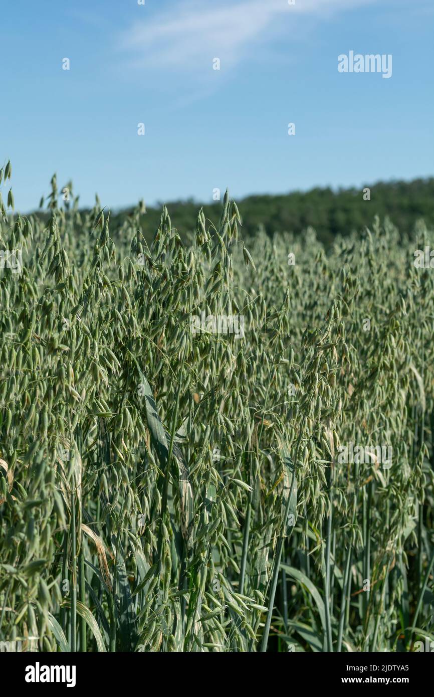 Grüner Hafer (Avena sativa) oder gewöhnlicher Hafer auf dem landwirtschaftlichen Feld im Sommer. Stockfoto