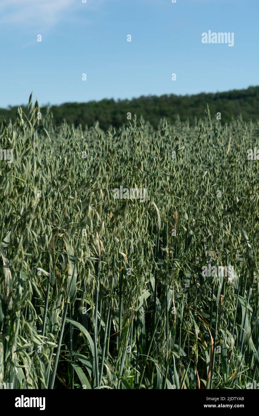 Grüner Hafer (Avena sativa) oder gewöhnlicher Hafer auf dem landwirtschaftlichen Feld im Sommer. Stockfoto