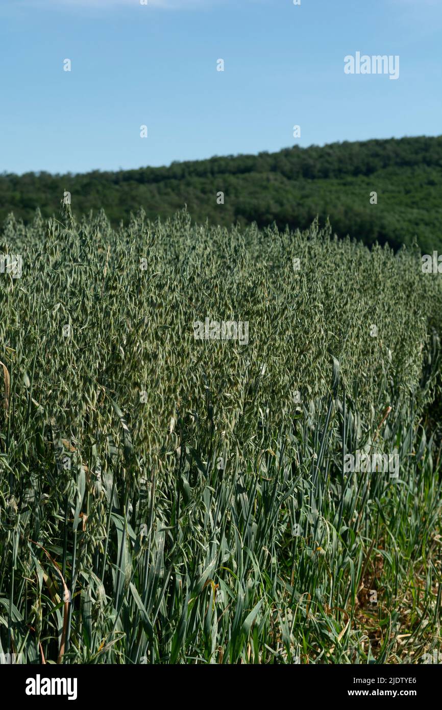 Grüner Hafer (Avena sativa) oder gewöhnlicher Hafer auf dem landwirtschaftlichen Feld im Sommer. Stockfoto