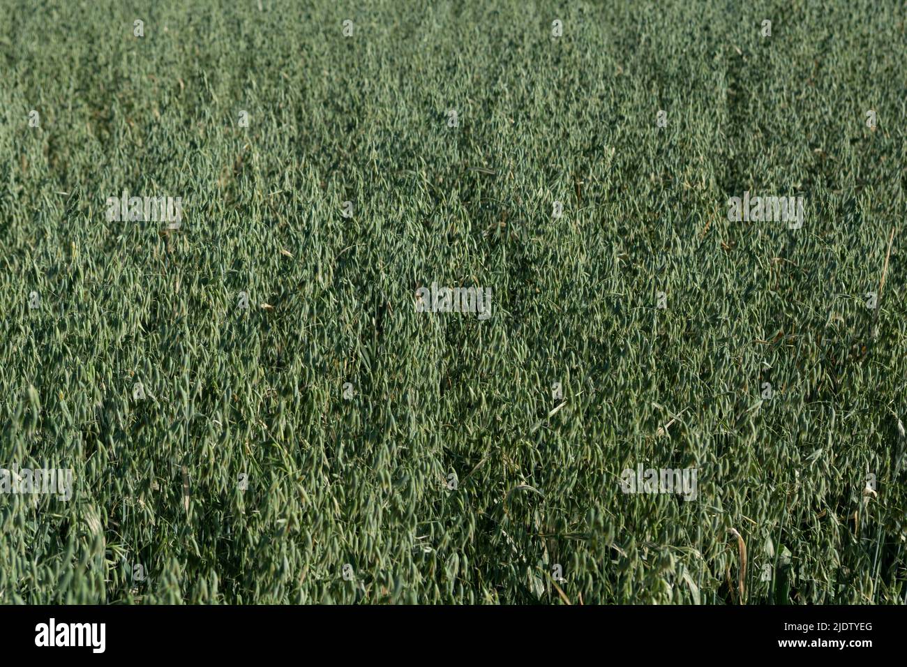Grüner Hafer (Avena sativa) oder gewöhnlicher Hafer auf dem landwirtschaftlichen Feld im Sommer. Stockfoto