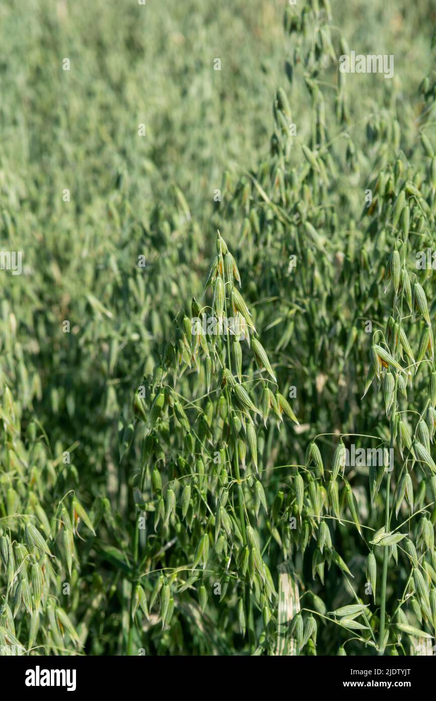 Grüner Hafer (Avena sativa) oder gewöhnlicher Hafer auf dem landwirtschaftlichen Feld im Sommer. Stockfoto
