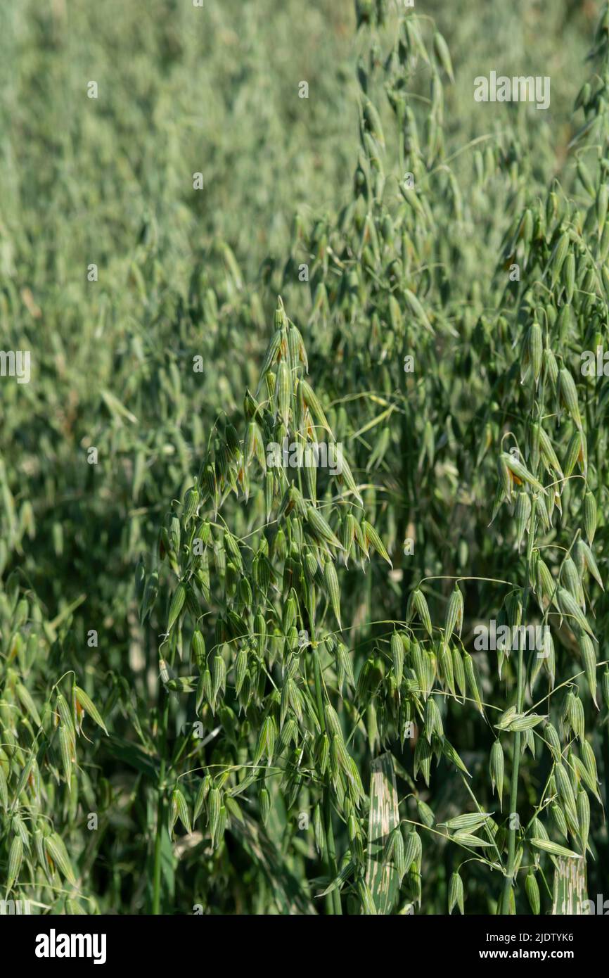 Grüner Hafer (Avena sativa) oder gewöhnlicher Hafer auf dem landwirtschaftlichen Feld im Sommer. Stockfoto