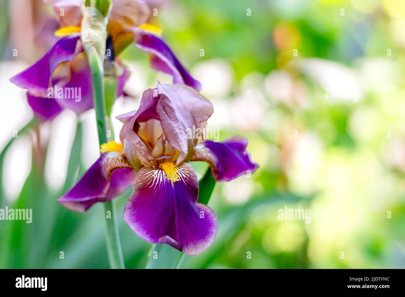 Ein Busch von wunderschönen lila blühenden Iris auf unscharfem grünen natürlichen Hintergrund mit Kopierraum. Geringe Schärfentiefe Stockfoto