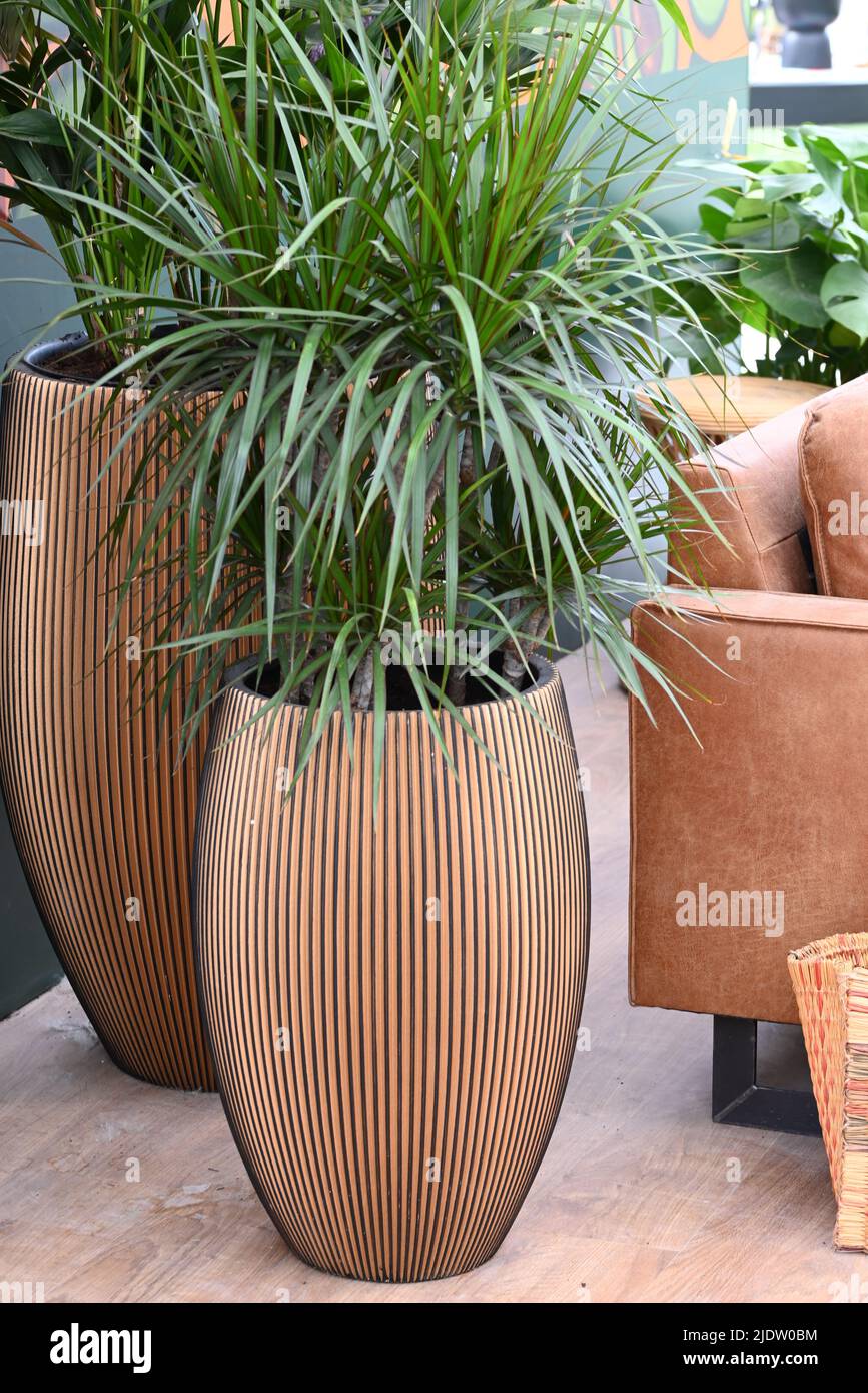 Schne Zimmerpflanzen, um das Wohnzimmer oder Bro zu schmcken  Stockfotografie - Alamy