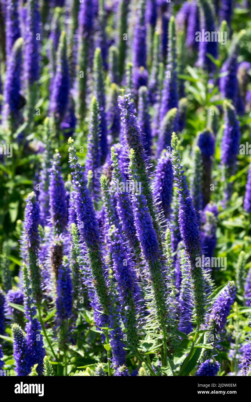 Blue Veronica spicata „Royal Candles“, Pseudolysimachion spicatum „Royal Candles“ oder „Glory“ Stockfoto