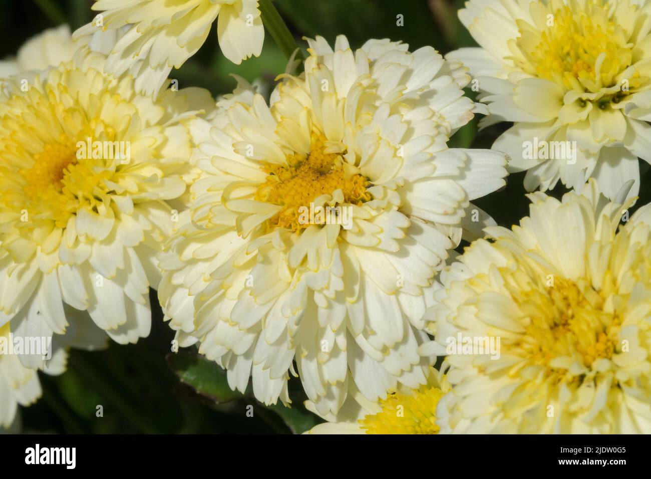 Schöne Shasta Daisy, Leucanthemum x superbum 'Lemon Puff', Weißgelb, Leucanthemum, Blumenweiß, Gelbes Zentrum, Nahaufnahme, Blumen, Gänseblümchen, Blüte Stockfoto