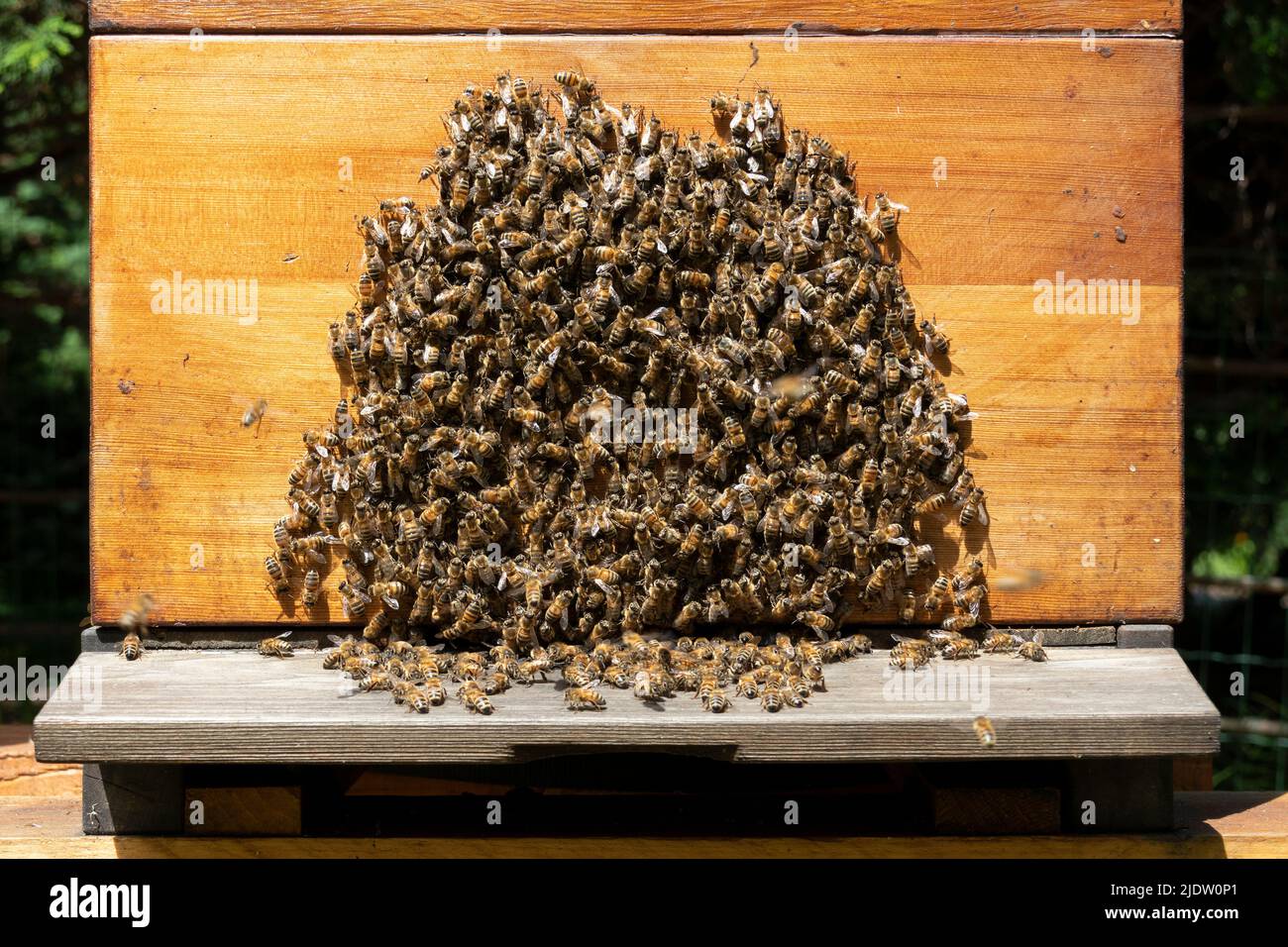Kolonie aktiver westlicher Honigbienen auf einem Bienenstock im Freien Stockfoto