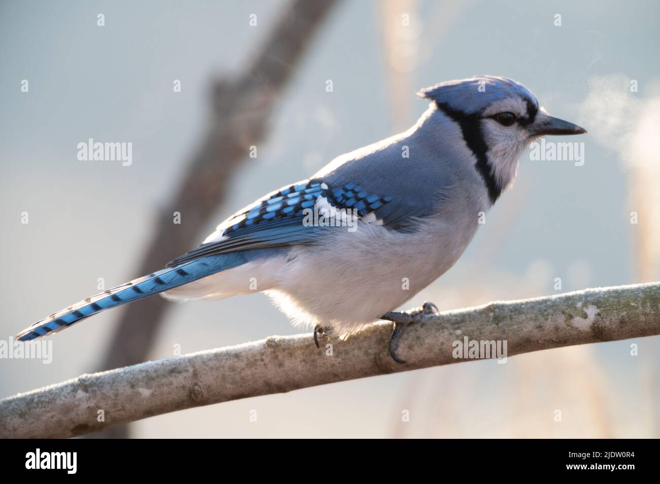 Bluejay auf einem Ast Stockfoto