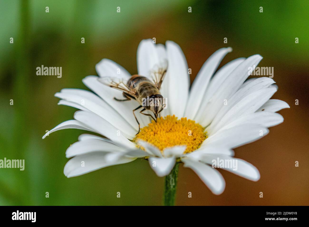 Eine Schwebefliege, die sich auf einer Gänseblümchen in einem Garten in Yorkshire, England, ernährt. Stockfoto