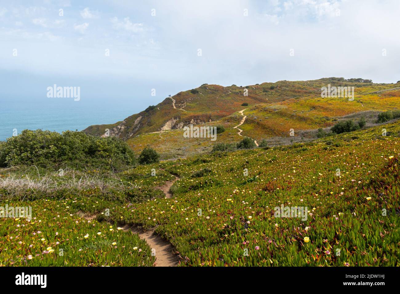 Im Naturschutzgebiet in der Nähe von Cabo da Roca in Sintra-Cascais befinden sich Felsen und Klippen an der Küste, die von grüner Vegetation und blühenden Frühlingsblumen bedeckt sind Stockfoto