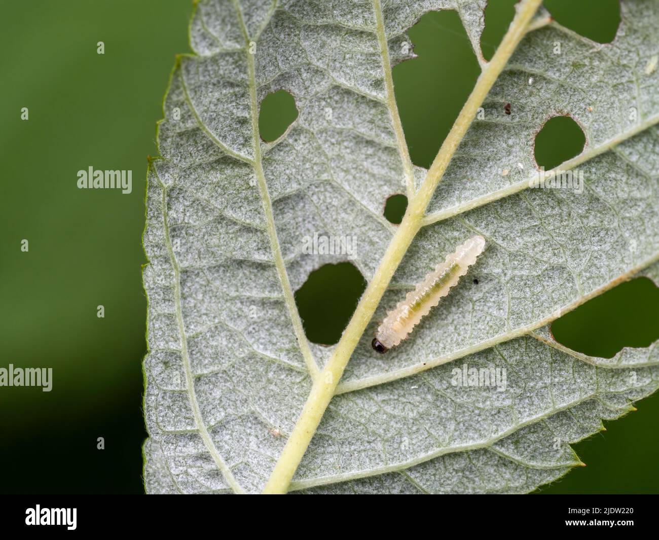 Himbeer-Sägeblatt Monophadnoides geniculatus larva und Schäden am Blatt. Stockfoto