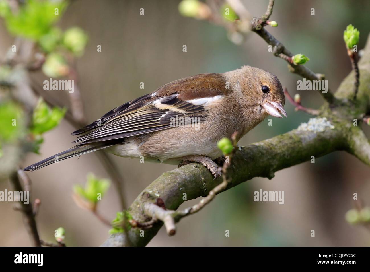 Gemeinsame Buchfink (Fringilla coelebs) Stockfoto