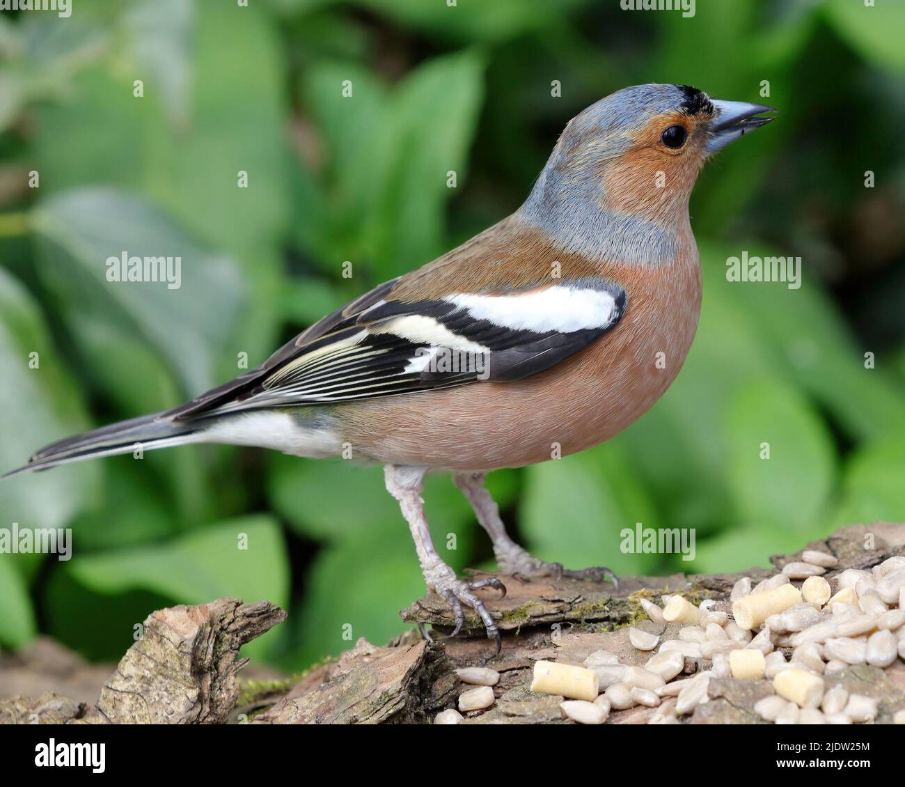 Gemeinsame Buchfink (Fringilla coelebs) Stockfoto