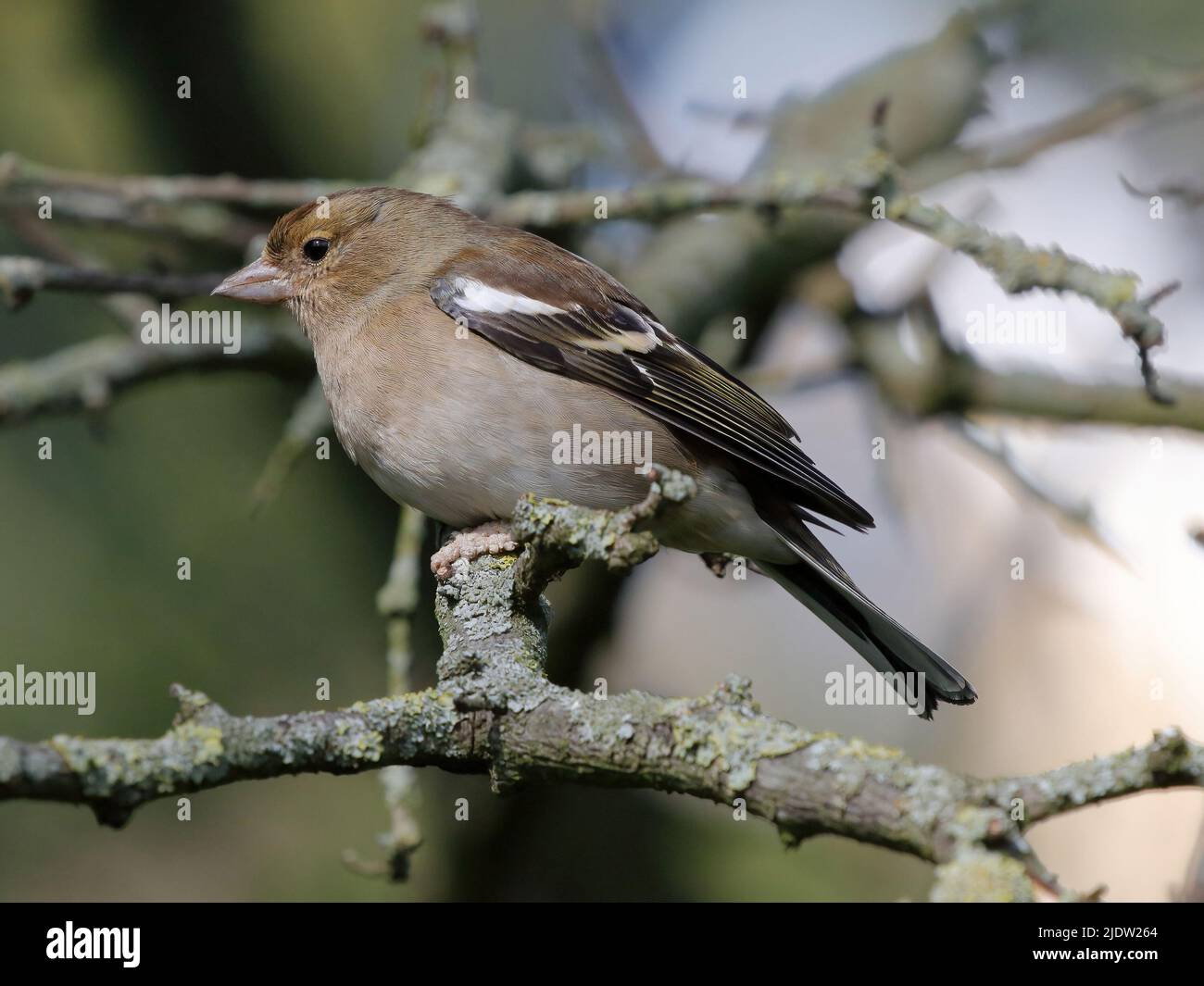 Gemeinsame Buchfink (Fringilla coelebs) Stockfoto
