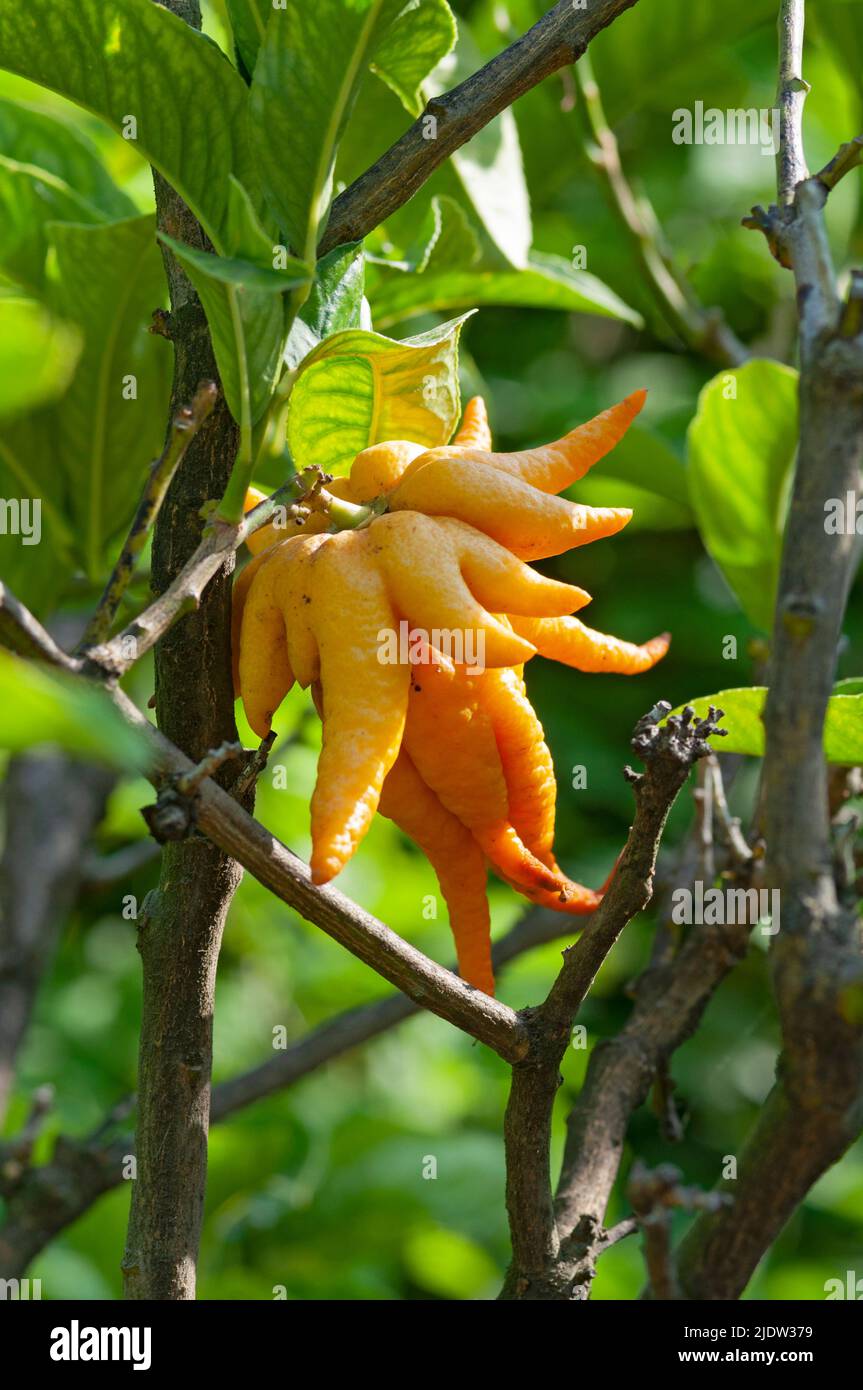 Italien, Ligurien, Buddhas Hand oder Fingerzitron, Citrus Medica Var. Sarcodactylus Stockfoto