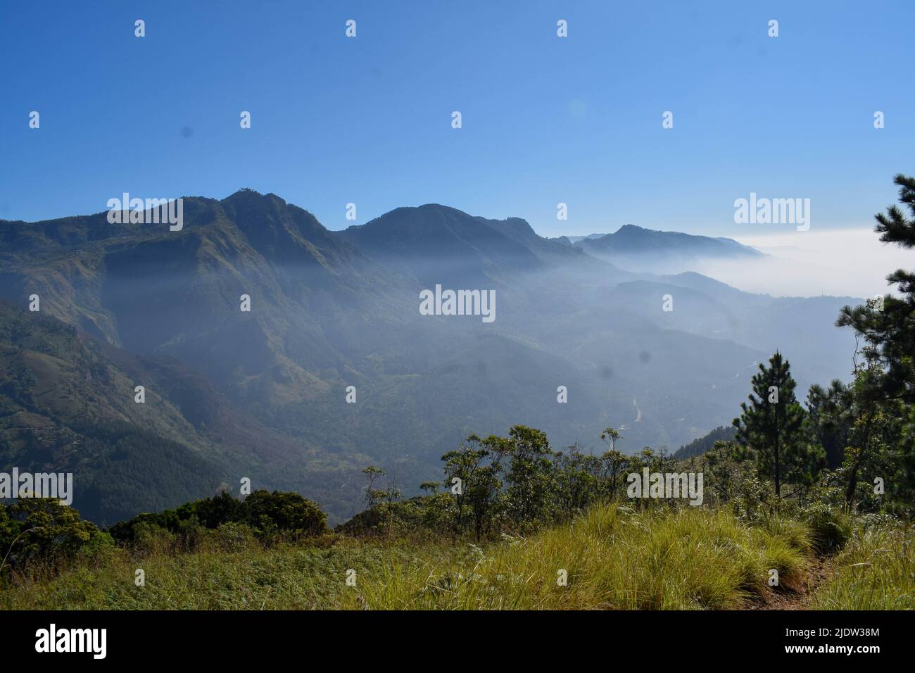Sri-lankischer Affe Stockfoto