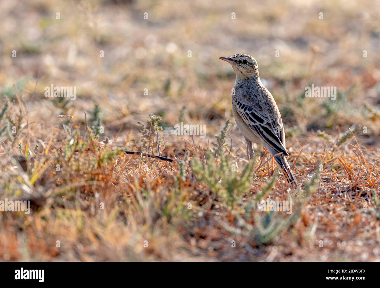 Pipit (Anthus sp. ), möglicherweise Paddyfield Pipit (A. rufulus), aus Jawai, Rajasthan, Indien. Stockfoto