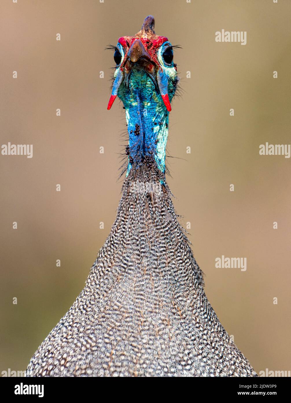 Behelmte Guineaflut (Numida meleagris) aus Zimanga, Südafrika. Stockfoto